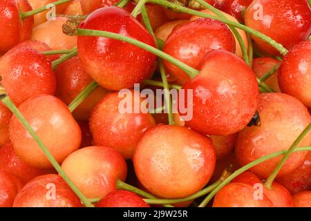 Bund von reifen Kirschen mit Stielen und Blättern. Große Sammlung von frischen roten Kirschen. Reife Kirschen Hintergrund. Hochauflösendes Foto. Volle Tiefe des Fies Stockfoto