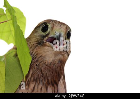 Hochformat. Ein Falke mit offenem Schnabel. Auf weißem Hintergrund. Isolieren. Die Schnauze eines Turmfalken. Ein wilder, räuberischer Vogel schreit. Stockfoto