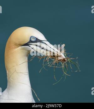 Portrait of Northern Gannet Sammeln von Nesting Material. Morus Bassanus. RSPB Bempton Cliffs, East Yorkshire Stockfoto