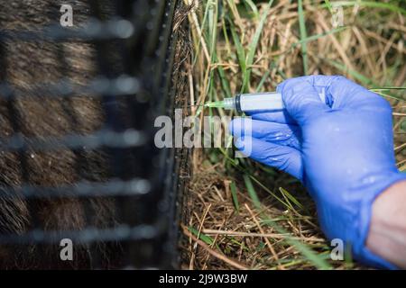 Dachs wird mit Impfstoff gegen TB injiziert, Wales, Großbritannien Stockfoto