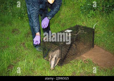 Impfung gegen Dachs-TB, Wales, Großbritannien Stockfoto