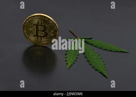 Grüner Marihuana-Cannabis sprießt mit Bitcoin isoliert auf schwarzem Hintergrund. Hochauflösendes Foto. Volle Schärfentiefe. Stockfoto