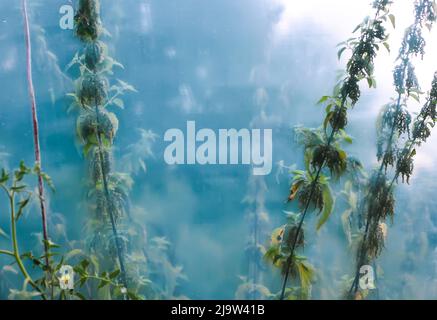 Verschwommener Naturhintergrund mit wilden Brennnesselstämmen. Unkraut wächst im Gewächshaus. Stockfoto