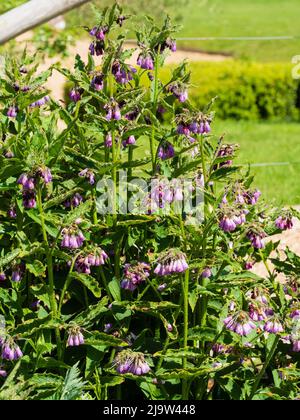 Blumen und Laub des frühmorgens blühenden Krautes commrey, Symphytum officinale Stockfoto