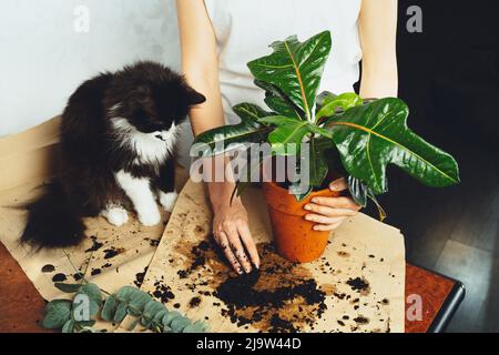 Junge Frau mit schwarzer Katze Haustier Gärtner kümmert kultivieren kroton Pflanze, verpflanzen Blume. Home Gartenarbeit, Zimmerpflanzen, freiberuflich. Hipster pott Stockfoto