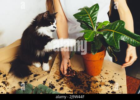 Junge Frau mit schwarzer Katze Haustier Gärtner kümmert kultivieren kroton Pflanze, verpflanzen Blume. Home Gartenarbeit, Zimmerpflanzen, freiberuflich. Hipster pott Stockfoto