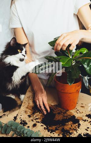 Junge Frau mit schwarzer Katze Haustier Gärtner kümmert kultivieren kroton Pflanze, verpflanzen Blume. Home Gartenarbeit, Zimmerpflanzen, freiberuflich. Hipster pott Stockfoto