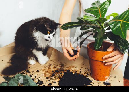 Junge Frau mit schwarzer Katze Haustier Gärtner kümmert kultivieren kroton Pflanze, verpflanzen Blume. Home Gartenarbeit, Zimmerpflanzen, freiberuflich. Hipster pott Stockfoto