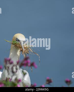 Gannet sammelt Nesting-Material auf den Klippen von RSPB Bempton Cliffs. Morus Bassanus. East Yorkshire Stockfoto