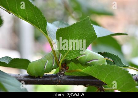 Grüne Raupe Privet-Falkenmotte (Sphinx ligustri) oder Mottenschmetterling (Sphingidae). Seitenansicht. Caterpillar Nahaufnahme im Laub Stockfoto