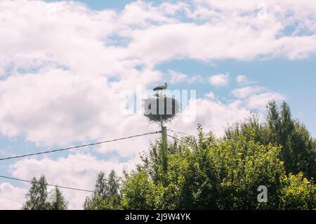 Storch kehrt im Frühjahr zum Nest zurück. Stockfoto