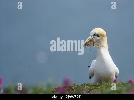 Gannet sammelt Nesting-Material auf den Klippen von RSPB Bempton Cliffs. Morus Bassanus. East Yorkshire Stockfoto