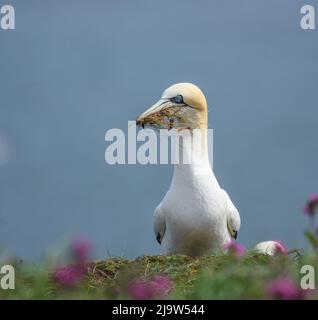 Gannet sammelt Nesting-Material auf den Klippen von RSPB Bempton Cliffs. Morus Bassanus. East Yorkshire Stockfoto