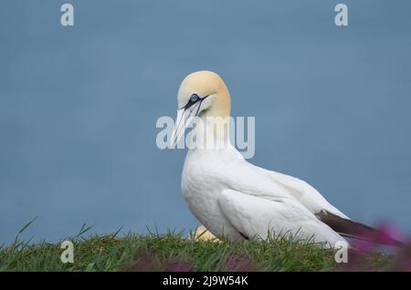 Nördliches Gannet auf den Klippen von RSPB Bempton Cliffs. Morus Bassanus. East Yorkshire Stockfoto