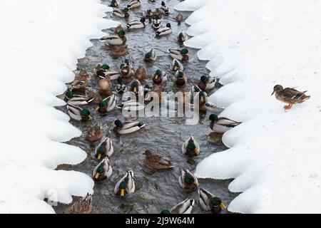 Viele Enten und Draken befinden sich in einem engen Flusswasser mit verschneiten Küsten. Europäische Winternatur Stockfoto