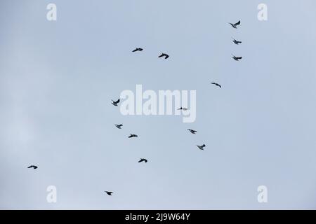 Möwen fliegen in bewölktem Himmel. Große Schwarzmöwe Stockfoto
