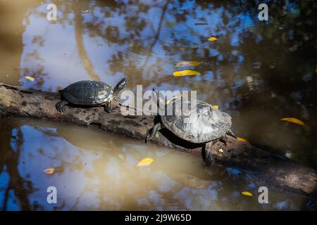 Zwei wilde Schildkröten sitzen auf einem Baumstamm in einem kleinen See. Dominikanische Republik natürliches Foto Stockfoto