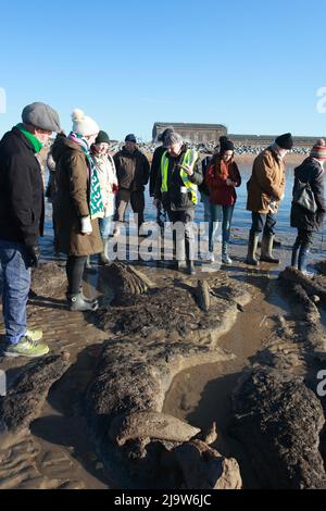 Besucher bei einer Führung durch die antiken Überreste eines 4000 Jahre alten Waldes, Bulverhythe, Hastings, East Sussex, Großbritannien Stockfoto