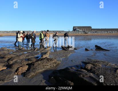 Besucher bei einer Führung durch die antiken Überreste eines 4000 Jahre alten Waldes, Bulverhythe, Hastings, East Sussex, Großbritannien Stockfoto