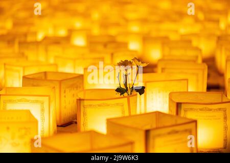 Die schwimmende Lampe ist eine Art von Lampe, schwimmt auf der Oberfläche des Wassers. Es ist auch wie ein Fluss oder See Lampe Lampe bekannt, Laternen schwimmende Stockfoto