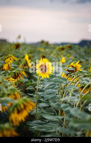 Blühende Sonnenblumen und Sonnenuntergang Himmel. Landwirtschaftliche Feld im Sommer. Ländliche Szene Stockfoto