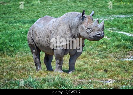 Östliche Spitzmaulnashörner Stockfoto