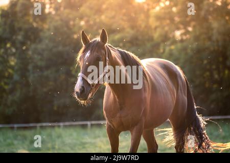 Pferd auf der Weide. Braune Vollblut-Stute im Rücken beleuchtet Stockfoto