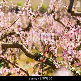 Reihen von Pfirsichbäumen blühen im Frühling Stockfoto