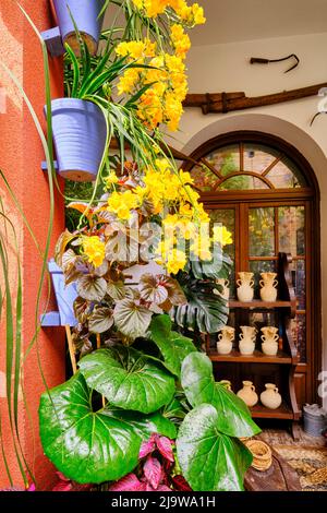 Detail auf einem traditionellen Patio von Cordoba, einem Innenhof voller Blumen und Frische. San Basilio, Andalusien, Spanien Stockfoto