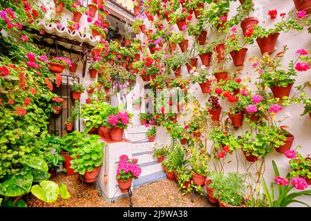 Ein traditioneller Patio von Cordoba, ein Innenhof voller Blumen und Frische. Casa-Patio 'El Langosta'. San Basilio. Andalusien, Spanien Stockfoto
