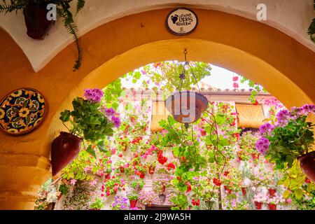 Eingang zu einem privaten Haus mit einer wunderschönen Terrasse voller Blumen und Frische. Cordoba, Andalusien. Spanien Stockfoto