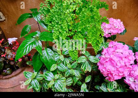 Detail eines traditionellen Patio von Cordoba, ein Innenhof voller Blumen und Frische. Andalusien, Spanien Stockfoto
