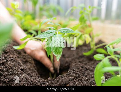 Die Hände einer älteren Frau Pflanzen junge Tomaten im Garten. Stockfoto