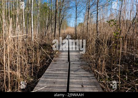Hölzerner Duckboard Weg zwischen dem Schilf rund um den Merrasjärvi See in Lahti, Finnland Frühsommer Stockfoto