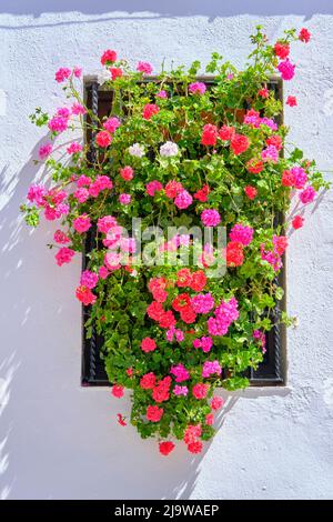 Traditionelle Fenster in der Altstadt von Cordoba, während der Fiesta de los Patios im Mai. Ein UNESCO-Weltkulturerbe. Andalusien, Spanien Stockfoto