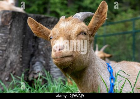 Issaquah, Washington, USA. Porträt eines männlichen Guernsey Goat, der zufrieden im Gras ruht Stockfoto
