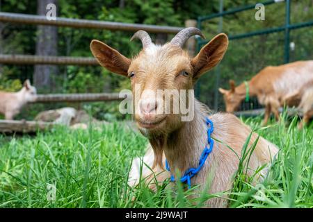 Issaquah, Washington, USA. Porträt eines männlichen Guernsey Goat, der zufrieden im Gras ruht Stockfoto