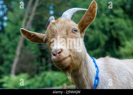 Issaquah, Washington, USA. Porträt eines männlichen Guernsey Goat, der zufrieden im Gras ruht Stockfoto