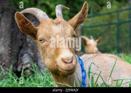Issaquah, Washington, USA. Porträt eines männlichen Guernsey Goat, der zufrieden im Gras ruht Stockfoto
