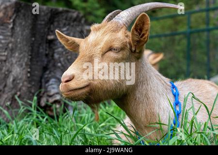 Issaquah, Washington, USA. Porträt eines männlichen Guernsey Goat, der zufrieden im Gras ruht Stockfoto