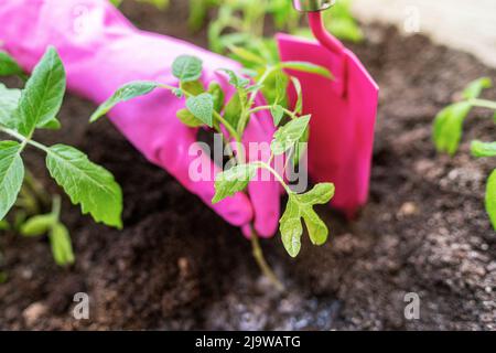 Menschliche Hände Pflanzen Tomaten in den Boden in ihrem Garten. Stockfoto