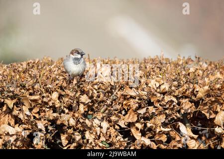 Ein kleiner brauner, grauer und roter gefiederter Haussperling, der auf einer lebhaften braunen Hecke steht. Der Hintergrund ist ein verblassenes Dach in einer ländlichen Umgebung. Der wilde Vogel thront auf dem Baum mit seinen Flügeln. . Hochwertige Fotos Stockfoto