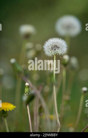 Hof voll von Dandelionen im Sommer Stockfoto