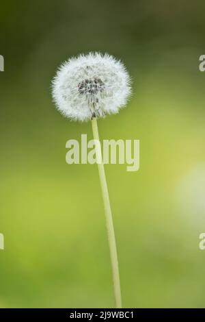 Makroaufnahme eines weißen Samenkopfes aus einem weißen Samenrost, isoliert auf einem grünen Bokeh-Hintergrund. Stockfoto