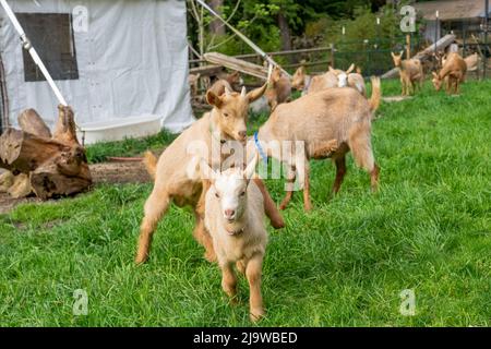 Issaquah, Washington, USA. Paddock von Golden Guernsey Ziegen, darunter 3 Wochen alte Kinder. Es ist eine seltene Rasse von Milchziege aus Guernsey in der Channe Stockfoto