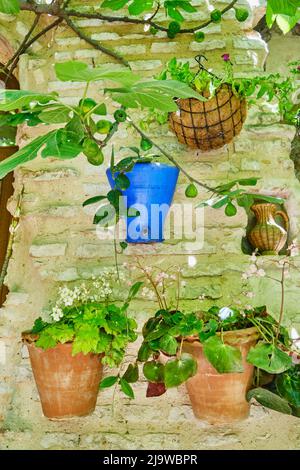 Detail eines traditionellen Patio von Cordoba, ein Innenhof voller Blumen und Frische. Juderia. Ein immaterielles UNESCO-Kulturerbe der Menschheit. Andal Stockfoto