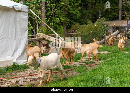 Issaquah, Washington, USA. Paddock von Golden Guernsey Ziegen, darunter 3 Wochen alte Kinder. Es ist eine seltene Rasse von Milchziege aus Guernsey in der Channe Stockfoto