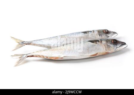 Atlantischer Makrelenfisch isoliert auf weißem Hintergrund Stockfoto