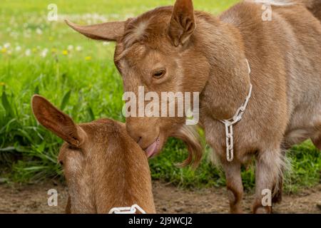 Issaquah, Washington, USA. Eine weibliche Guernsey Ziege leckt und zeigt Zuneigung zu einer anderen Stockfoto