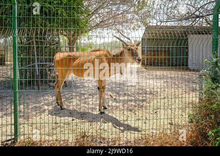 Ashdod, Israel - 6. Mai 2022: Tierecke im Lachish Park. Stockfoto